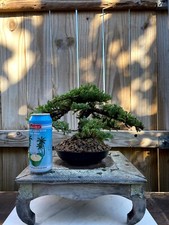 Awesome fantastic procumbens for sale  Houston