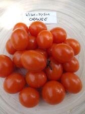Tomate orange kish d'occasion  Expédié en France