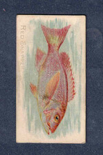 red snapper for sale  Pike Road