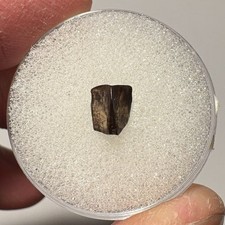 0.25 hadrosaur tooth for sale  Wyoming