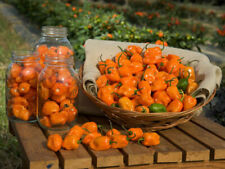 Peperoncino orange habanero usato  Torino