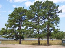 Pinus taeda loblolly for sale  Walterboro