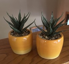 Set faux succulents for sale  Iron Mountain