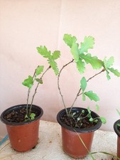 Pre bonsai quercia usato  Macerata Campania