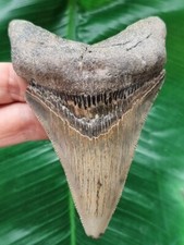 Dolchförmiger zahn megalodon gebraucht kaufen  Göppingen