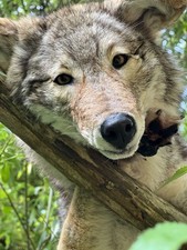 Taxidermy softmount coyote for sale  BOSTON