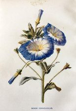 Antique botanical print for sale  TORRINGTON