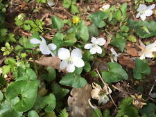 10x purple white for sale  Auburn