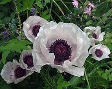 Poppy papaver orientale for sale  UK