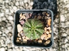 euphorbia tirucalli usato euphorbia tirucalli usato Vanzaghello