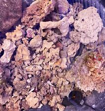 saltwater algae for sale saltwater algae for sale Barboursville
