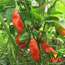 Rare graines piment d'occasion  Obernai