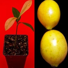 Garcinia brasiliensis superior for sale  Jupiter