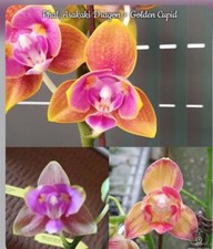 Mega deal phal. for sale  SHREWSBURY