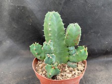 Euphorbia resinifera vivaio usato  Massafra