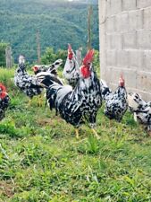 Uova cova galline usato  Spedire a Italy