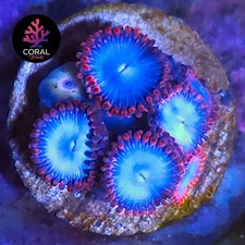 Rare spiderman zoa for sale  STOCKPORT