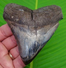 4.11 megalodon shark for sale  Bradenton