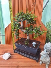Yrs old twisted for sale  PETERBOROUGH