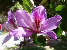 Bauhinia variegata semi usato  Trappeto