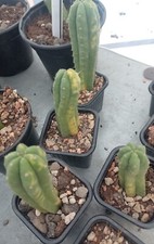 Cactus variegato usato  Quartu Sant Elena