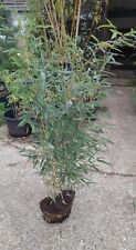 Phyllostachys aureosulcata liv for sale  EGHAM