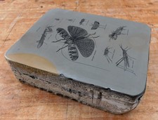 Lithographiestein heuschrecken gebraucht kaufen  Deutschland