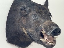 Wild russian boar for sale  Pittsburgh