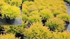 Thuja rheingold gold gebraucht kaufen  Saterland