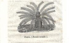 Stampa antica pianta usato  Lecco