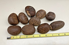 Jumbo tagua nuts for sale  Melbourne