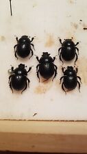Scarabeidae geotrupes anoplotr usato  Italia