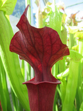 Sarracenia moorei red for sale  GRAVESEND