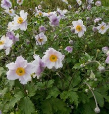 Anemone dreaming swan for sale  BELPER