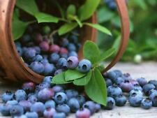 Vaccinium myrtillus mirtillo usato  Torino