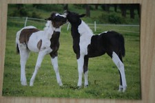Pferd postkarte paint gebraucht kaufen  Berlin