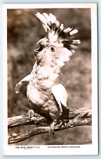 Postcard australian white for sale  LLANFAIRFECHAN