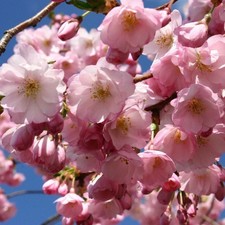 Prunus accolade flowering for sale  HORSHAM
