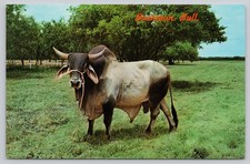 Vintage brahman bull for sale  Athens
