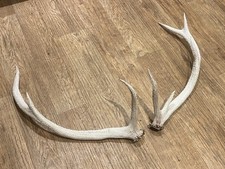 taxidermy horns for sale taxidermy horns for sale  BRIDGE OF ORCHY