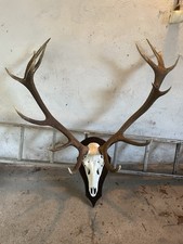 Geweihe jagdtrophäen wandbret gebraucht kaufen  Neustrelitz-Umland