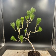 Shohin japanese red for sale  HULL