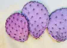 Live opuntia durazilla for sale  Buckeye