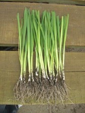 Bare rooted musselburgh for sale  KING'S LYNN