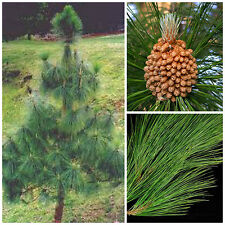 Semi pinus roxburghii usato  Nizza di Sicilia