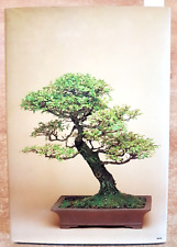 Bonsai christine stewart usato  Vaiano Cremasco