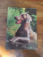 Weimaraner jagdhund hundepostk gebraucht kaufen  Borna