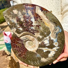 81lb rara conchiglia usato  Spedire a Italy