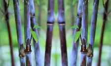 25 Semi,2024 ,di Bambù Gigante,Black Bamboo Phyllostachys Nigra,Bambu,Nero comprar usado  Enviando para Brazil