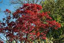 Acer palmatum atropurpureum gebraucht kaufen  Eslohe (Sauerland)